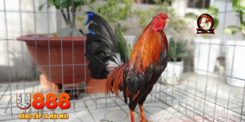 33wim casino máy tính