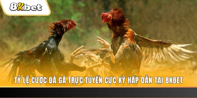 33wim đăng nhập phỏm trực tiếp